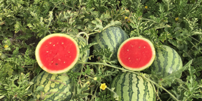 Un agriculteur innove et introduit la mini-pastèque au Maroc