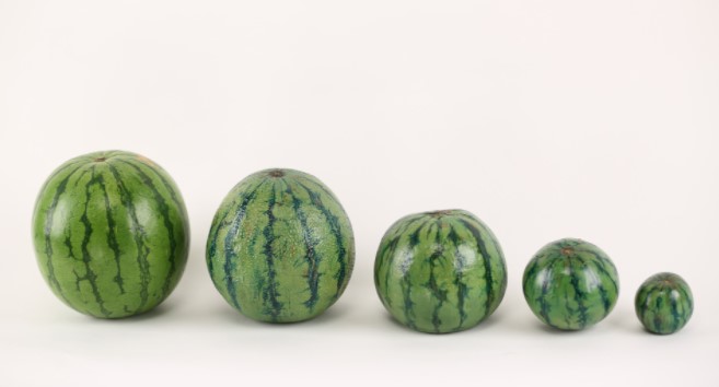 Espagne : les agriculteurs misent sur la mini-pastèque pour concurrencer le Maroc