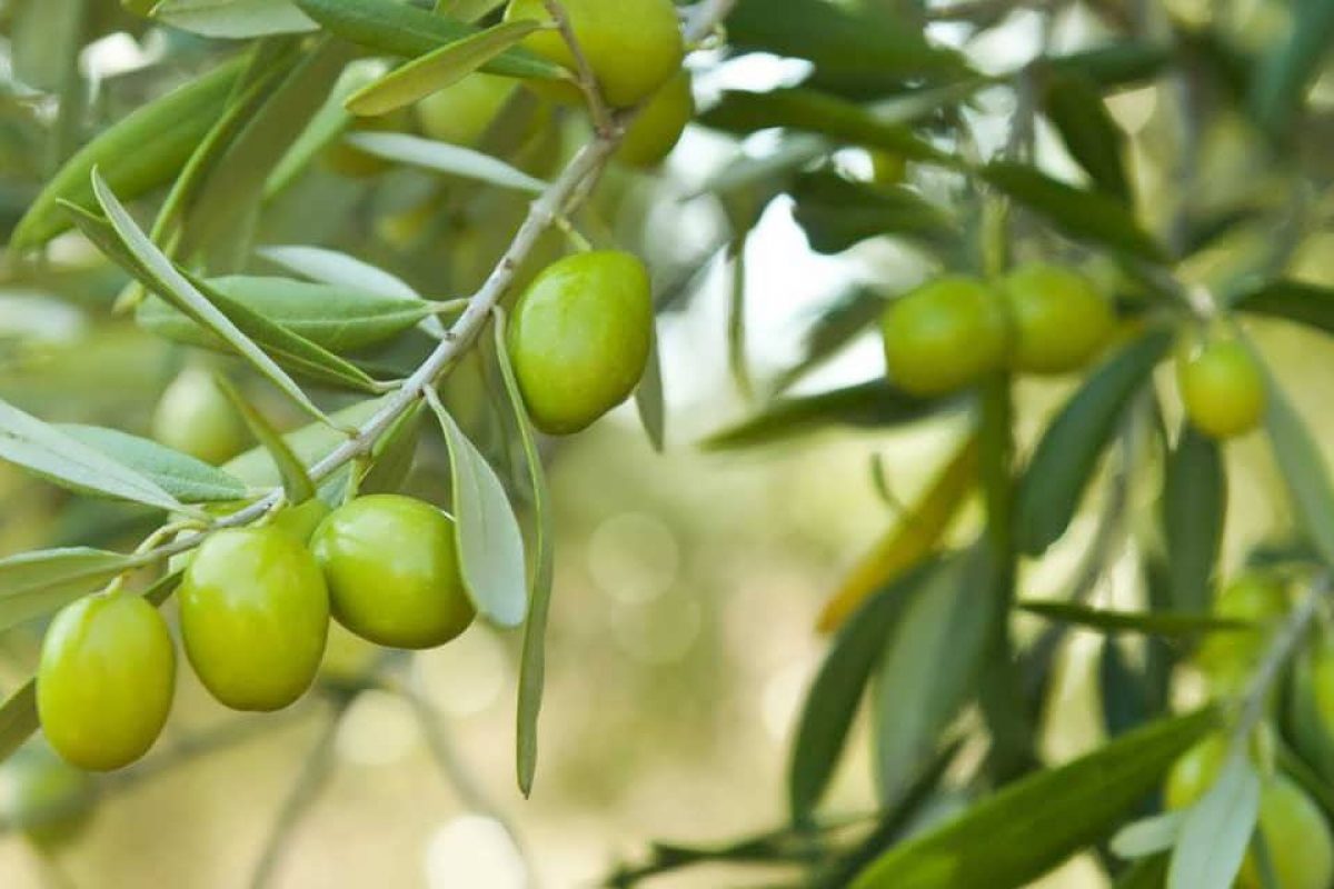 La production d&rsquo;olives atteindra 63.360 tonnes à Sefrou