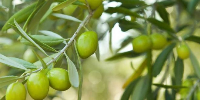 Maroc production agrumes olives dattes