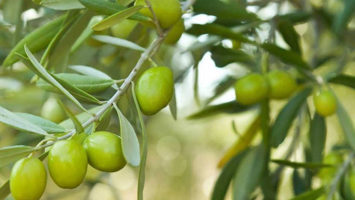 Maroc : augmentation de la production d&rsquo;agrumes, d&rsquo;olives et de dattes