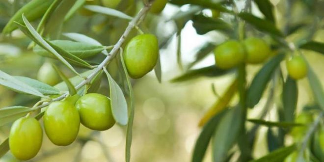 Tétouan-Programme-de-mise-en-valeur-de-4200-ha-d-oliveraies