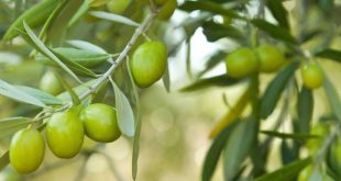 Le Maroc dans le top 15 des pays producteurs oliveraies biologiques