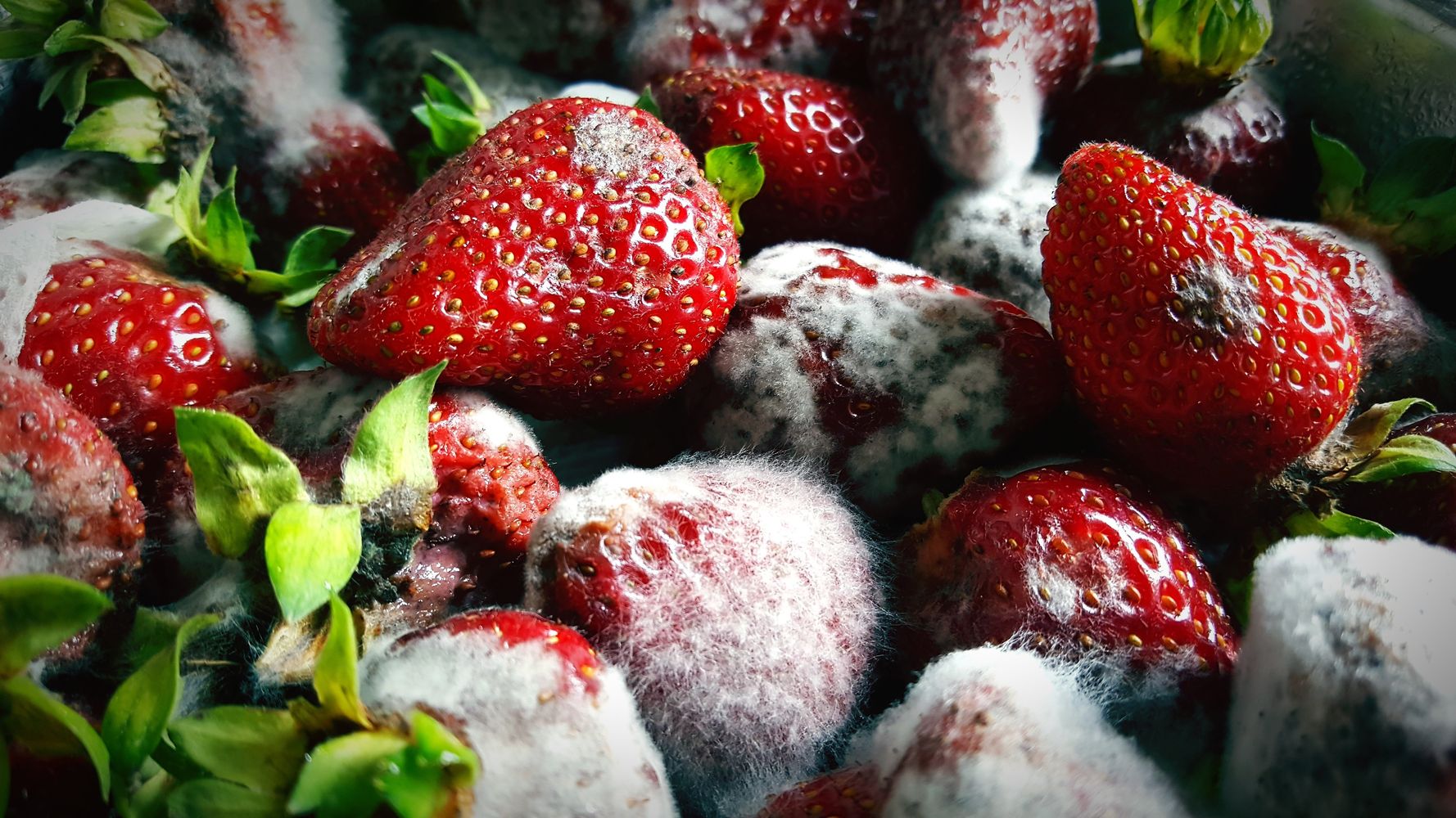 Une maladie de la fraise ravage les cultures aux États-Unis