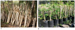 moringa