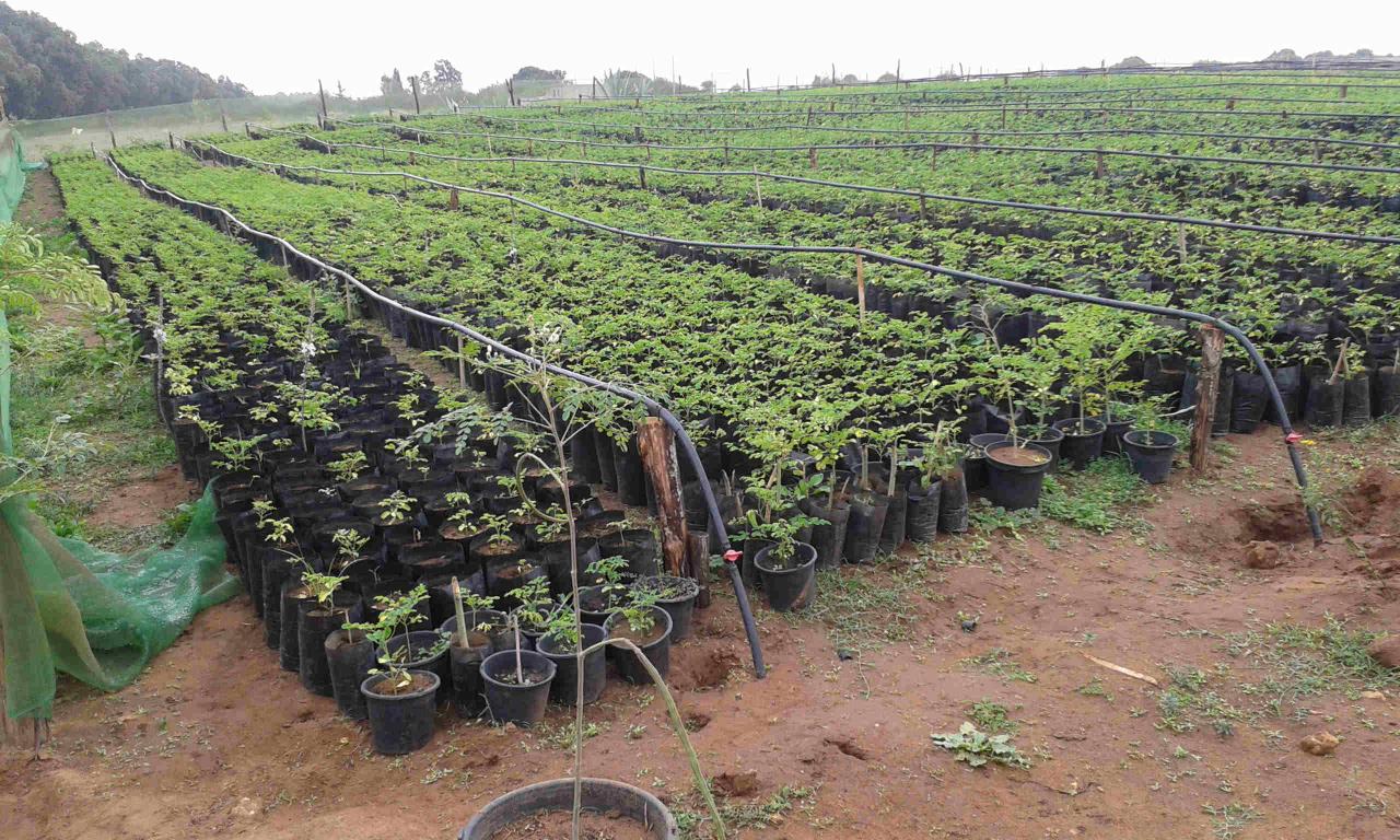 Moringa oleifera : Les étapes pour réussir sa plantation