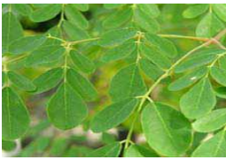 Moringa, feuilles