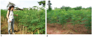Production intensive de feuilles de moringa
