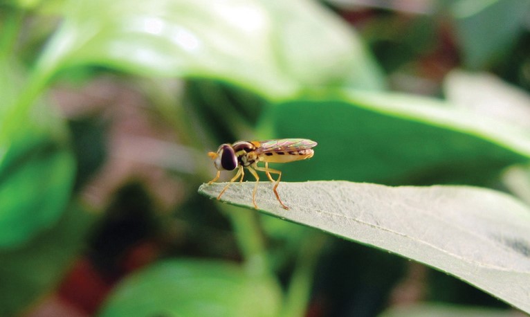 La mouche méditerranéenne permet un contrôle efficace des pucerons dans les fraises