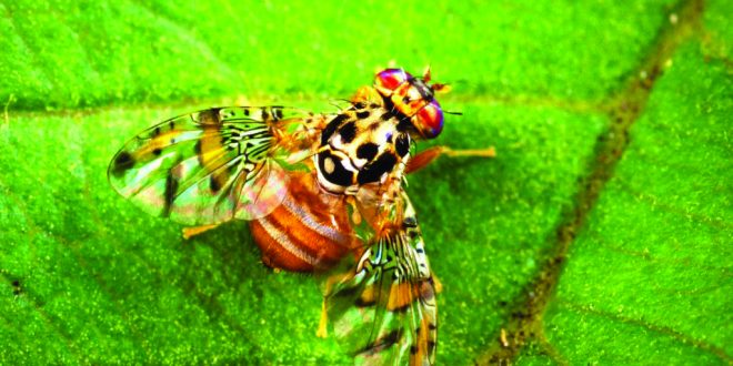 Le Maroc importe 440 millions de mouches d'Argentine pour lutter contre les ravageurs agricoles