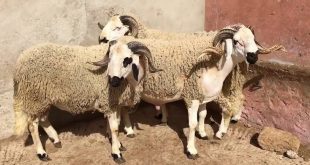 Aid al-Adha/Marrakech-Safi : Plus d'1,4 million d'ovins et de caprins identifiés