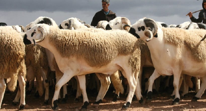 Les moutons marocains sont autorisés à Melilla, c’est officiel !