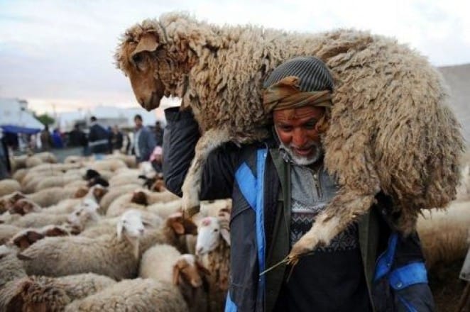 Tunisie: Des moutons atteints de la peste des petits ruminants