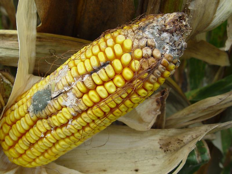 Les mycotoxines en alimentation animale : Risques, gestion et prévention