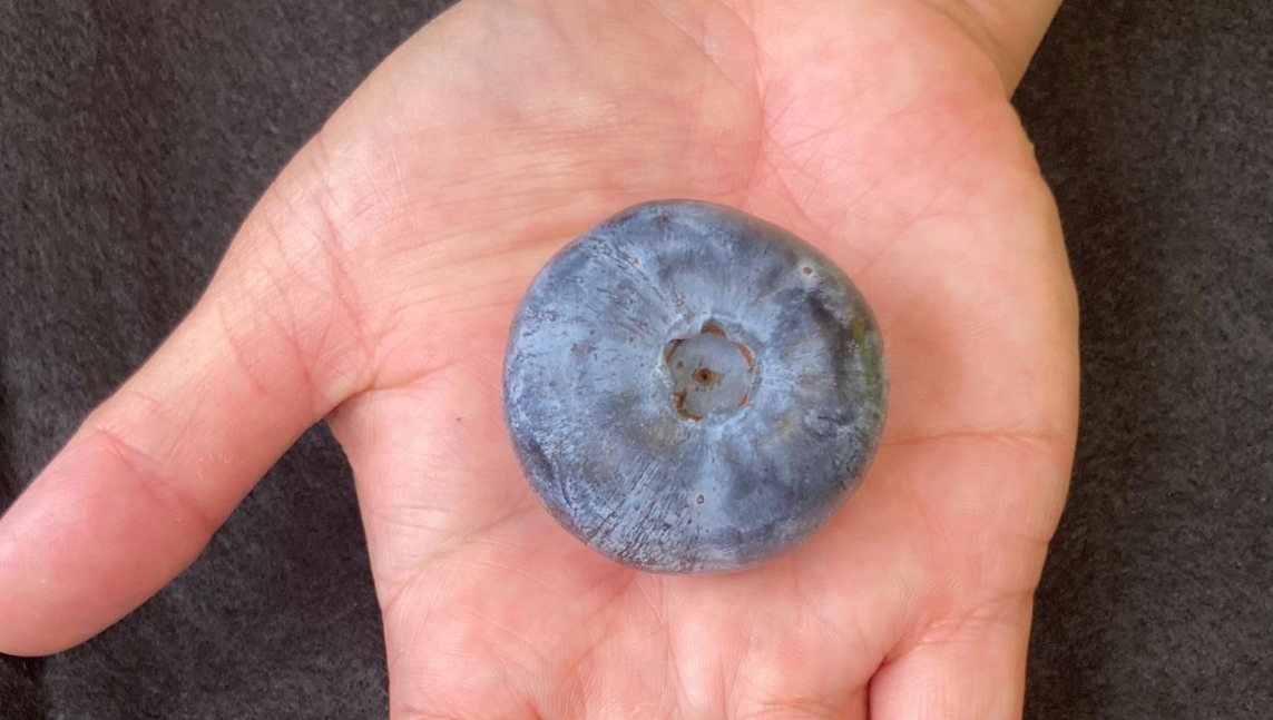 Eterna arrive en Nouvelle‑Zélande : le mythe de la plus grosse myrtille devient commercial
