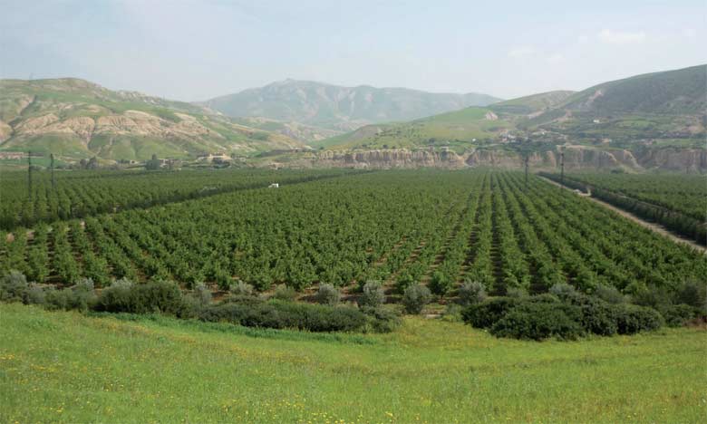 Lancement d&rsquo;un mégaprojet agricole en Algérie