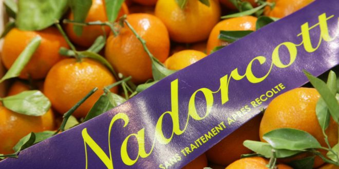 La première variété marocaine de Nadorcott cartonne en Europe