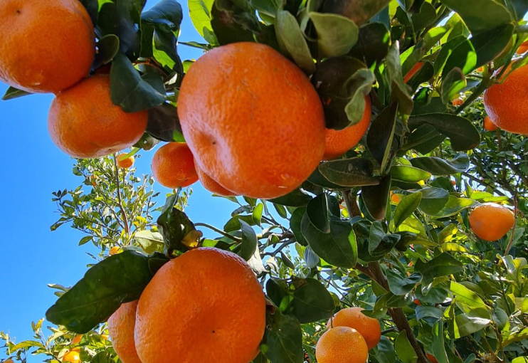 Forte demande pour les mandarines et tomates marocaines au Royaume-Uni