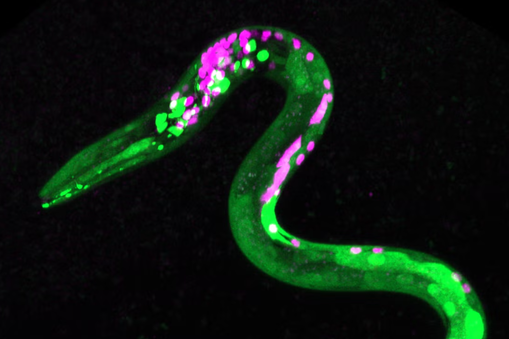 Etude : Des nématodes super résistants aux environnement les plus extrêmes !