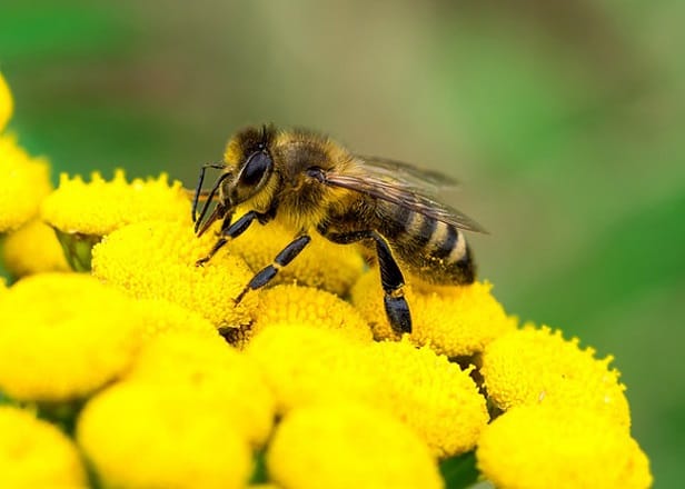 Néonicotinoïdes: Quelles conséquences sur les abeilles ?