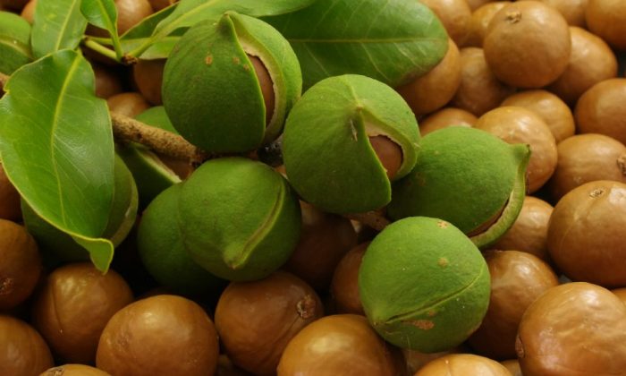 La noix de macadamia est la culture de noix la plus croissante au monde