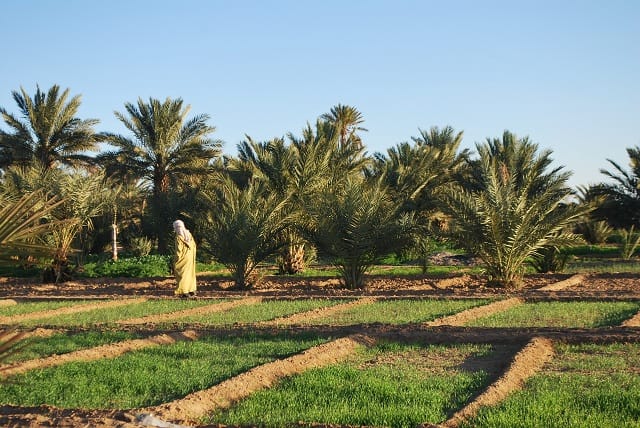 Coalition internationale pour le développement durable des oasis