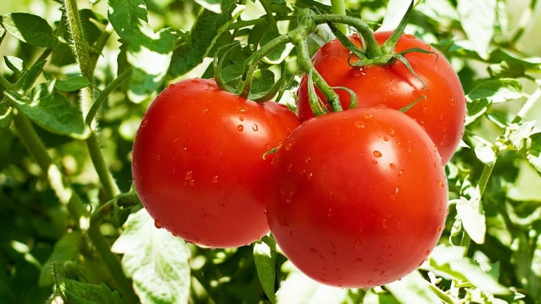 L’oïdium interne de la tomate