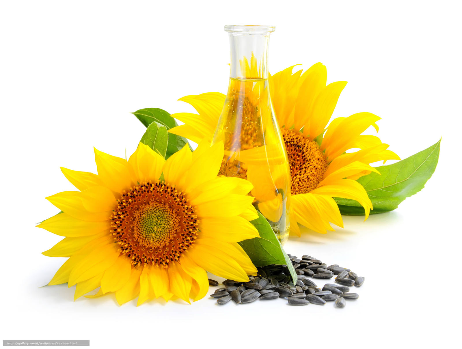 Quels sont les effets du stress hydrique sur le rendement des graines de tournesol ?