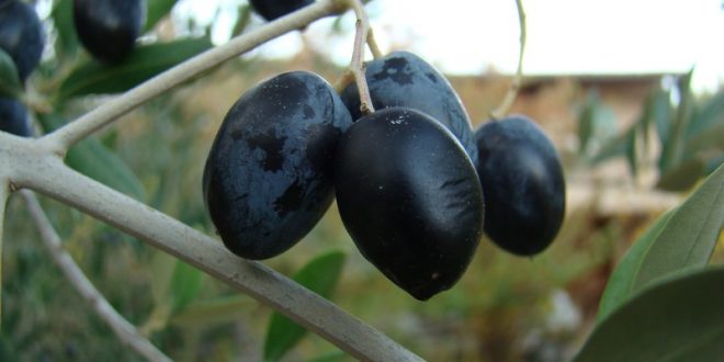 Le Maroc exportations olives noires États-Unis
