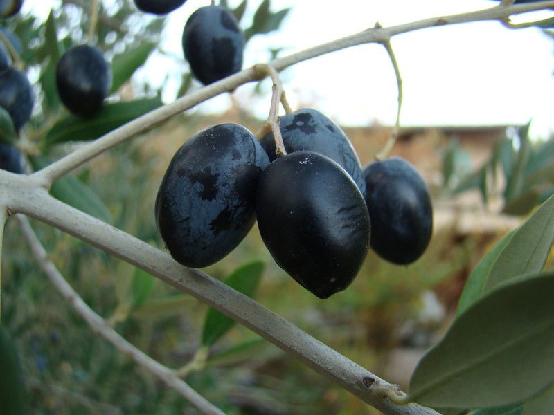 Le Maroc, futur leader des exportations d&rsquo;olives noires aux États-Unis ?
