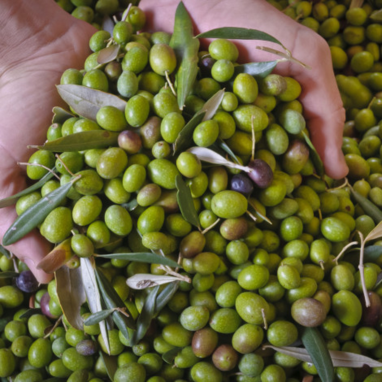 Olives : Les exportations chutent alors que les importations explosent