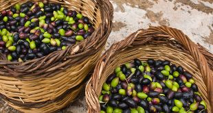 Le Maroc envisage d'augmenter la production olives de 14%