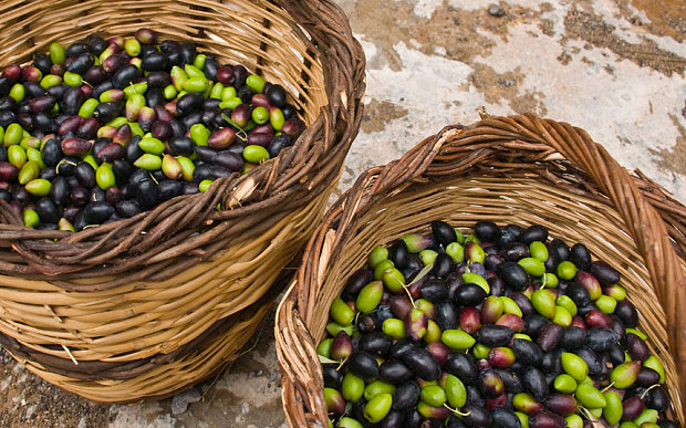 Olives : Les exportations espagnoles aux États-Unis sont passées de 29.666 à 12.573 tonnes
