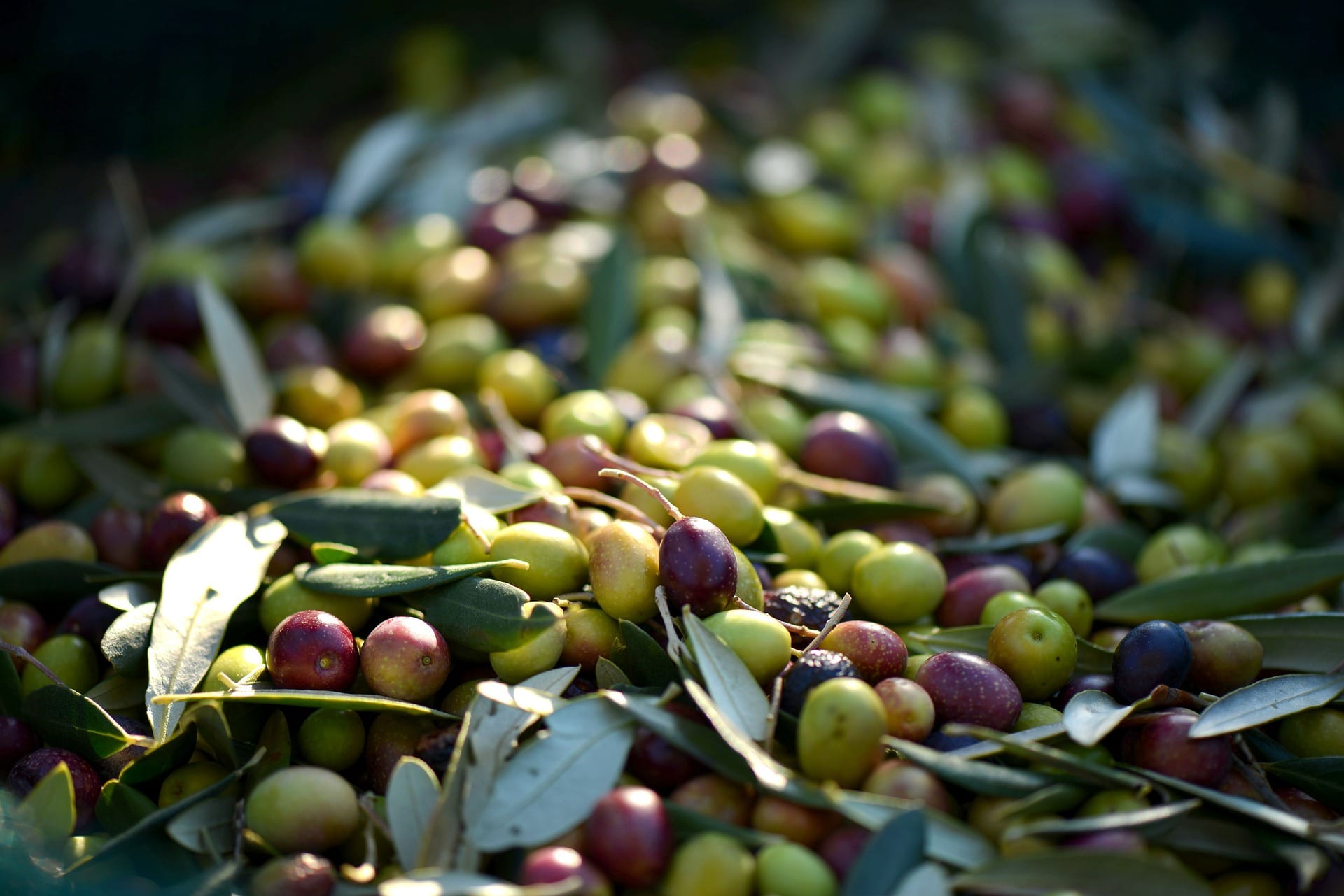 Ambition Brésilienne pour l’huile d’olive marocaine