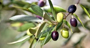 Olives : Le COI améliorera les banques de matériel génétique