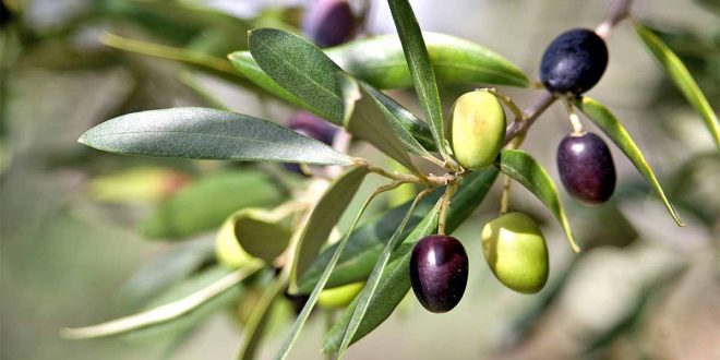 Olives: vers la création d'un catalogue mondial des variétés commerciales authentiques
