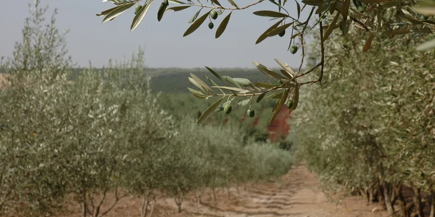 Valoriser les sous-produits de l’olive en compost