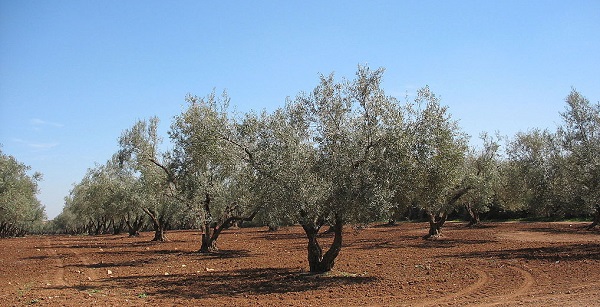 Quel avenir pour l'huile d'olive marocaine?