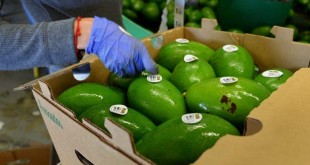 Oman: Nouvelle réglementation des importations de fruits et légumes