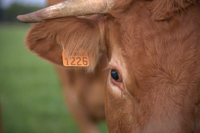 ONSSA: Externalisation de la gestion de la traçabilité animale ?