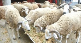 Covid-19: Les éleveurs marocains inquiets suite à une rumeur sur le bétail