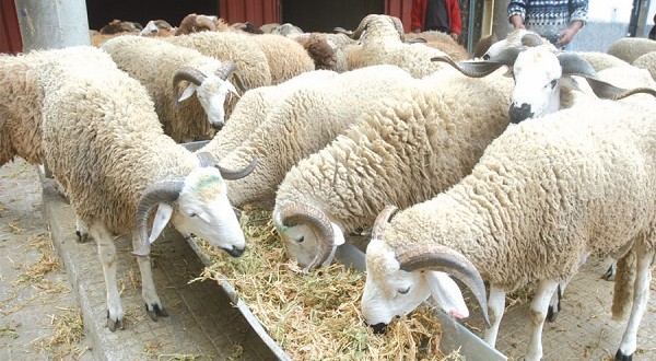 ONSSA vaccine plus de 12 millions d’ovins contre la peste des petits ruminants
