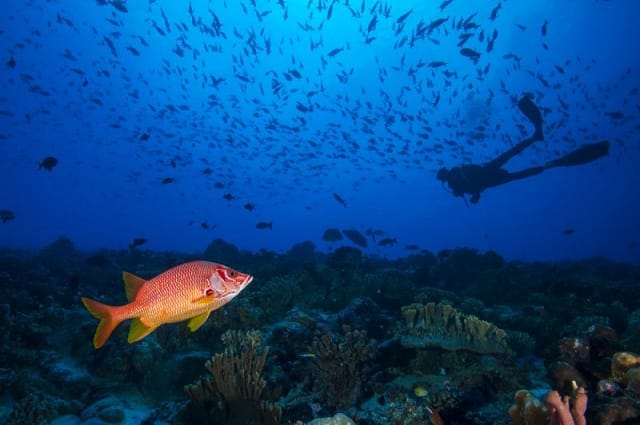 Après le climat, l’ONU s&rsquo;attaque à l&rsquo;environnement en haute mer