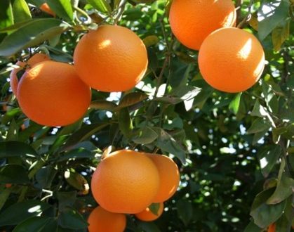 Orange Chamsia - INRA Maroc