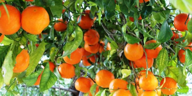 Espagne les oranges serviront à produire électricité
