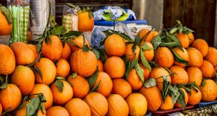 oranges-maroc-production