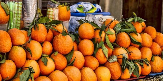 oranges-maroc-production