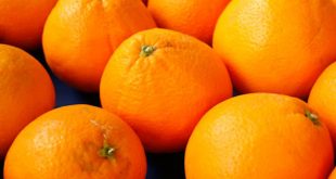 Égypte commence à exporter ses oranges vers le Brésil