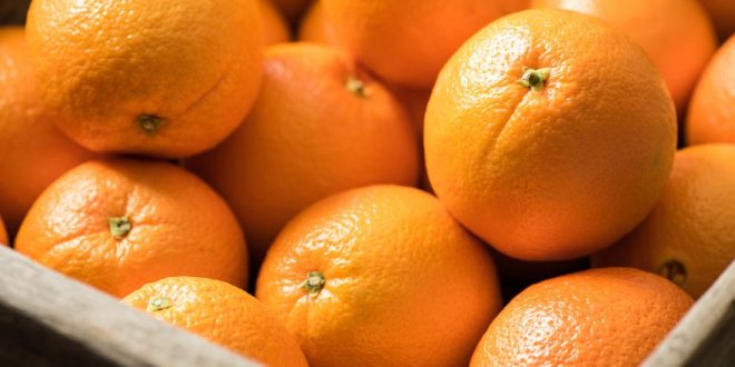 pénurie oranges imminente se profile aux États-Unis