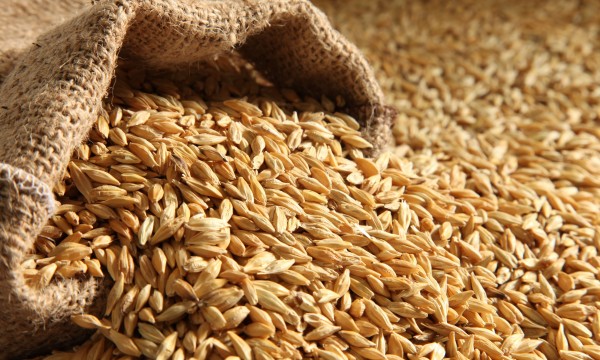 Tout ce qu&rsquo;il faut savoir sur le charbon de l&rsquo;orge